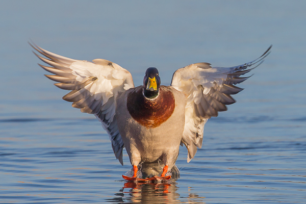 Male Mallard