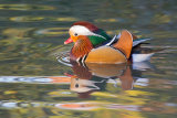 Mandarin Duck