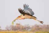Marabou Stork with nesting material