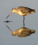 Marbled Godwit