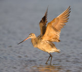 Marbled Godwit