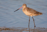 Marbled Godwit