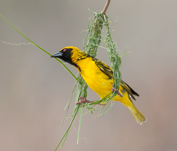 Masked Weaver Bird