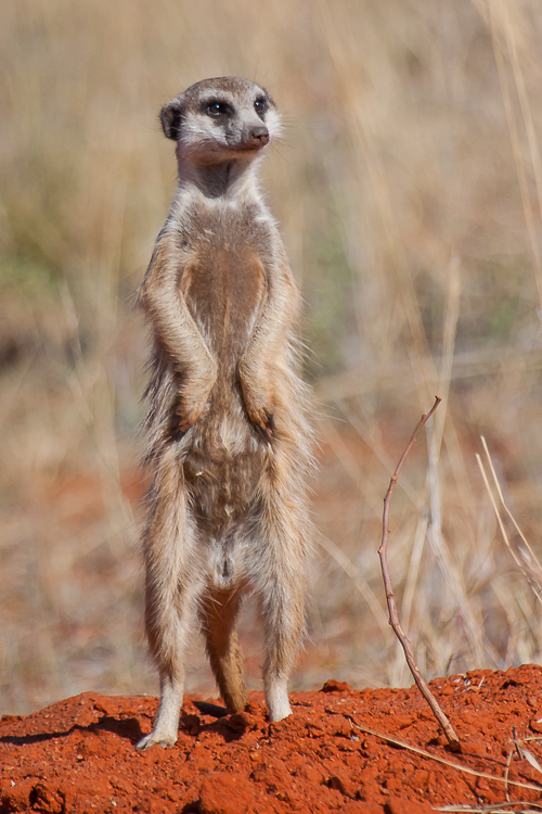 Meerkat