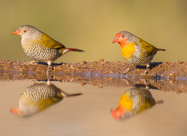 Melba Finches