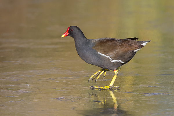 Moorhen on thin ice