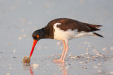 North American Oystercatcher