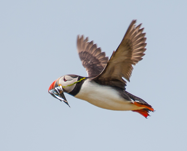 North Atlantic Puffin with sandeels