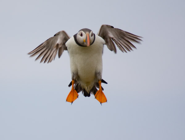 North Atlantic Puffin