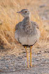 Female Northern Korhaan