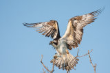 North American Osprey