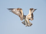 Juvenile osprey strengthening its wings