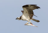 North American Osprey with fish