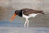 North American Oystercatcher