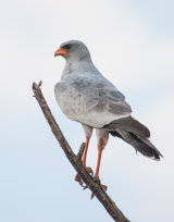 Pale Chanting Goshawk