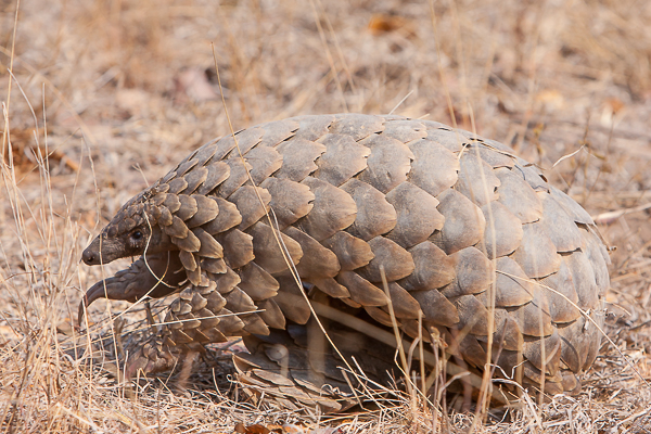 Pangolin