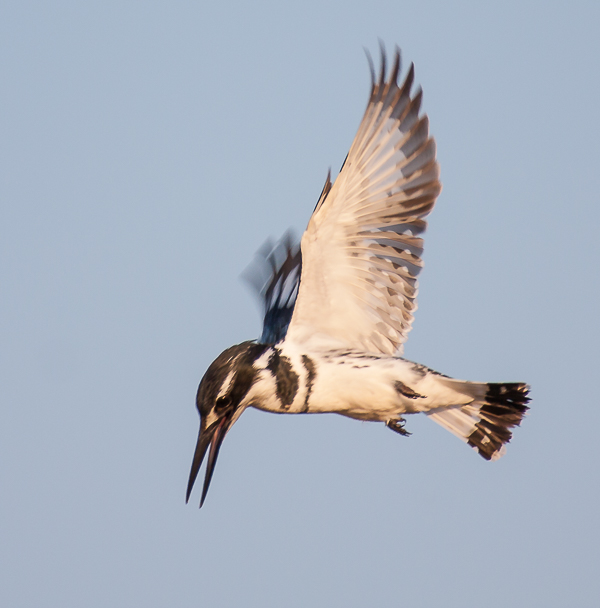 Pied Kingfisher