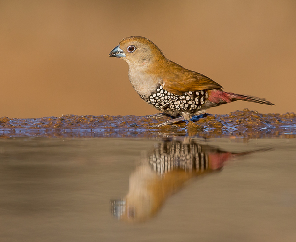 Pink Throated Twinspot