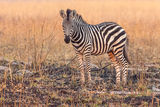 Juvenile plains zebra Plains Zebra