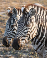 Plains zebra