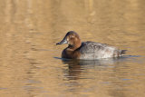 Pochard