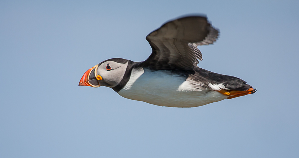 North Atlantic Puffin