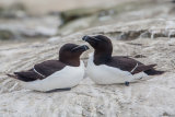Razor Bills
