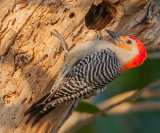Red Bellied Woodpecker