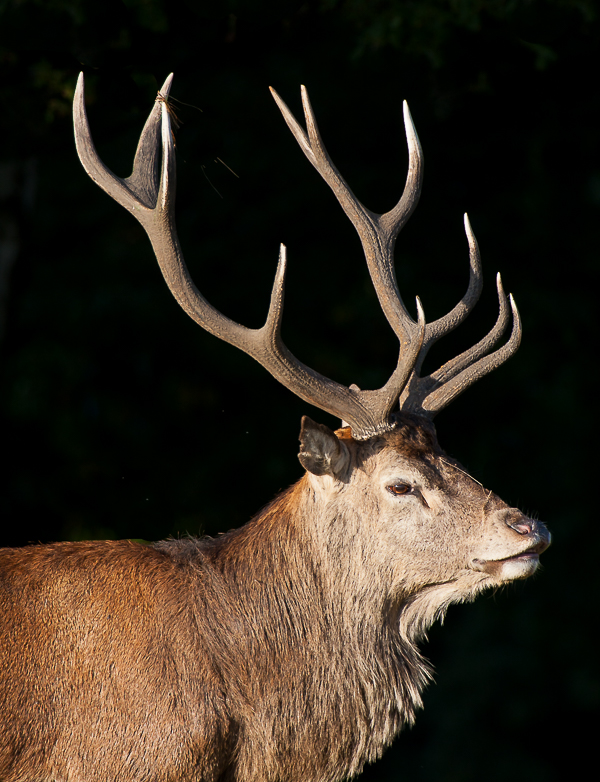 Red Deer