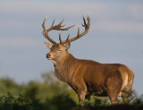 Male Red Deer