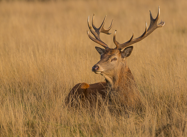 Red Deer Stag