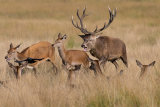 Red Deer Rutting