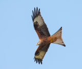 Red Kite