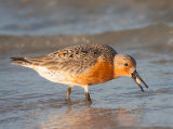 Red Knot