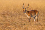 Red Lechwe