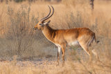 Red Lechwe
