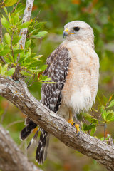 Red Shouldered Hawk