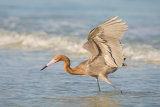 Reddish Egret