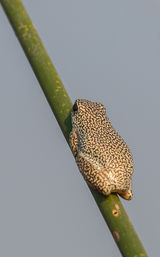 Reed Frog