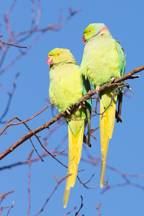 Ring Necked Parakeets