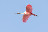 Roseate Spoonbill