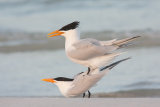 Royal Terns mating