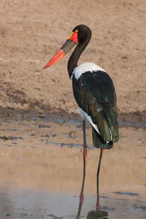 Saddle Billed Stork