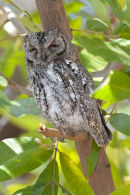 African Scops Owl