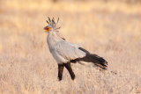 Secretary Bird