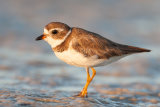 Semipalmated Plover