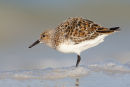 Semipalmated Sandpiper