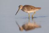 Short Billed Dowitcher