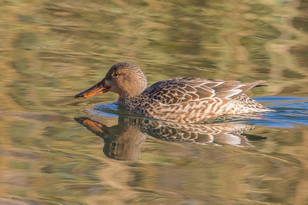 Female Shoveler