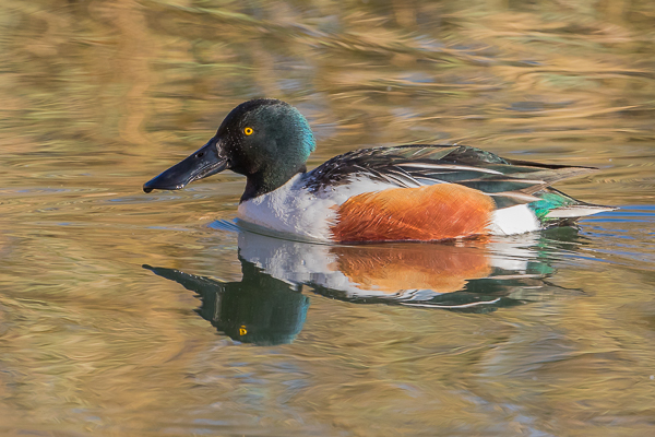 Male Shoveler